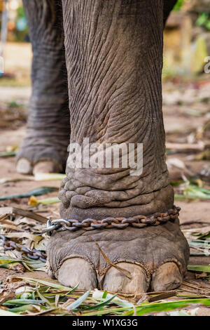 Nahaufnahme eines Elefanten Bein in Ketten in Elephant Camp. Stockfoto