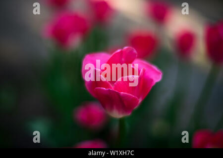 Schöne und bunte rosa Tulpen auf dunkelgrünem Hintergrund. Große Nahaufnahmen von Tulip Festival. Stockfoto
