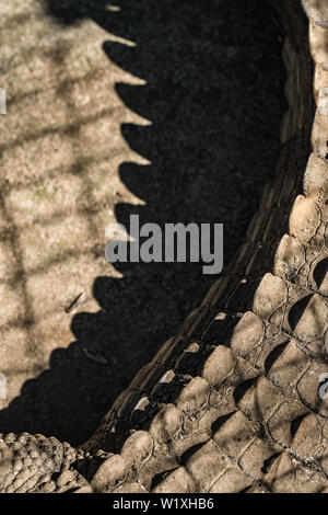 Nahaufnahme der Schwanz eines Krokodils Stockfoto