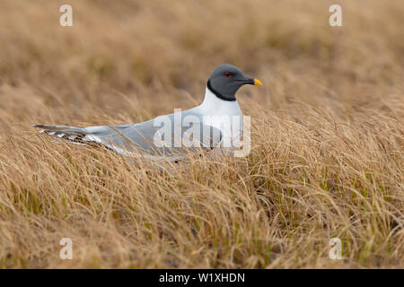 Sabine Gulls Stockfoto