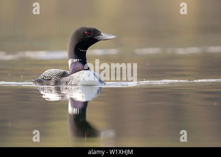 Gemeinsamen Loon Stockfoto