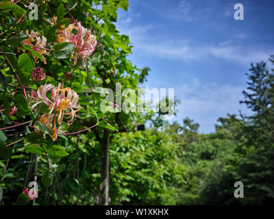 In der laienhaften Garten in Nidderdale, Geißblatt leuchtet hell vor blauem Himmel in Yorkshire Dales Sonnenschein. 29/06/2019 Stockfoto