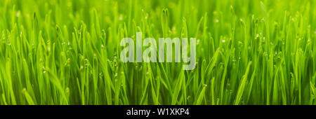 Frisches Weizengras Pflanzen für squeeze Saft, nahrhaften homegrown Wheatgrass, Grün mit Weizenkeimen für Saft BANNER, LANGE FORMAT Stockfoto