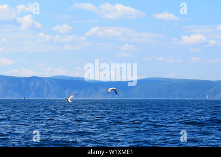 Große Gruppe Herde von Möwen auf See Wasser und fliegen im Himmel Sommer Sonnenuntergang Stockfoto