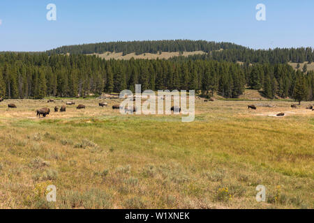 Bison ändern das Fell in Lamar Valley in der Yellowstone National Park im Sommer in Wyoming Stockfoto