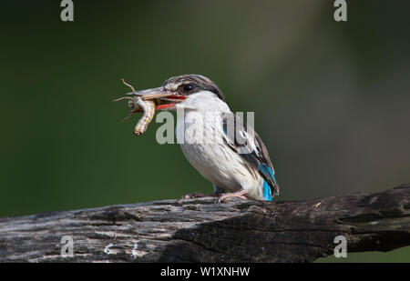 Gestreifte Kingfisher (Halcyon chelicuti). Dieser hat eine Heuschrecke gefangen, die wichtigste Beute der Arten. Stockfoto