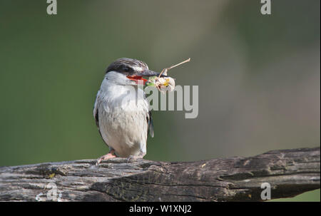 Gestreifte Kingfisher (Halcyon chelicuti). Dieser hat eine Heuschrecke gefangen, die wichtigste Beute der Arten. Stockfoto