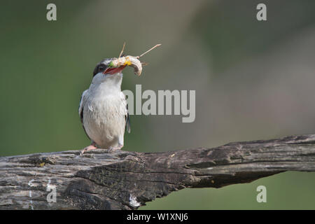 Gestreifte Kingfisher (Halcyon chelicuti). Dieser hat eine Heuschrecke gefangen, die wichtigste Beute der Arten. Stockfoto