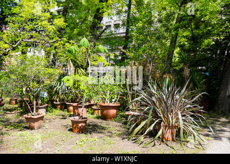 Subtropische Pflanzen, Botanicki vrt, Botanischer Garten, Zagreb, Kroatien. Stockfoto