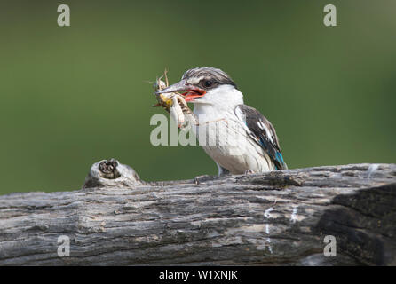 Gestreifte Kingfisher (Halcyon chelicuti). Dieser hat eine Heuschrecke gefangen, die wichtigste Beute der Arten. Stockfoto