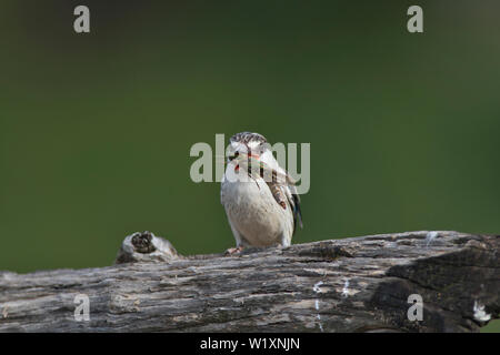 Gestreifte Kingfisher (Halcyon chelicuti). Dieser hat eine Heuschrecke gefangen, die wichtigste Beute der Arten. Stockfoto