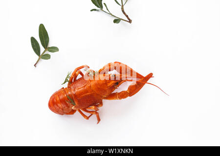 Gekochte Languste auf Weiß isoliert. Ansicht von oben. Flach. Stockfoto