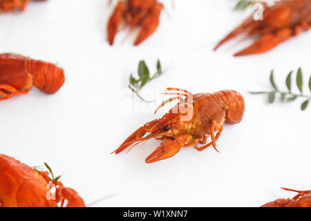 Mehrere gekochte Languste isoliert auf Weiss. Ansicht von oben. Flach Stockfoto