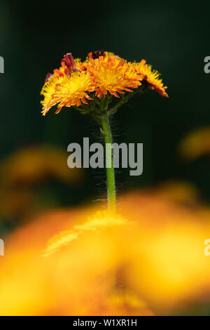 Ein 'Fuchs und Cubs Blume (Pilosella Aurantiaca), auch allgemein bekannt als "Orange Hawk Bit', gegen einen dunklen Hintergrund Stockfoto