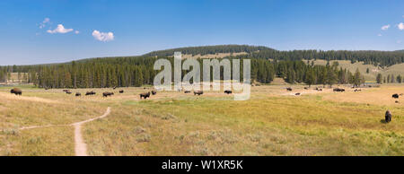 Bison ändern das Fell in Lamar Valley in der Yellowstone National Park im Sommer in Wyoming Stockfoto