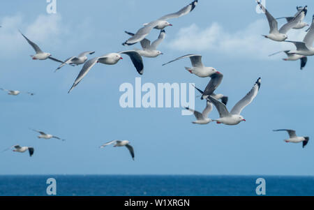 Australische Silbermöwen im Flug, Möwenherde, die über dem Pazifik fliegen, NSW Australien. Blassblauer Himmel und Meer Stockfoto