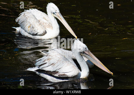 Krauskopfpelikan Pelecanus crispus mit flauschigen federn auf dem Kopf schwimmt auf dem Teich Stockfoto