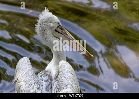 Krauskopfpelikan Pelecanus crispus mit flauschigen federn auf dem Kopf schwimmt auf dem Teich Stockfoto