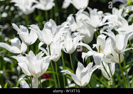 Blumen Hintergrund. Schöne weiße zarte Tulpen als das Wachstum der Lilien im Garten hautnah. Selektive Bild konzentrieren. Stockfoto