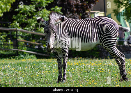 Schöne gestreifte Zebra Streifen auf eine grüne Wiese mit Löwenzahn an einem sonnigen Frühlingstag Stockfoto