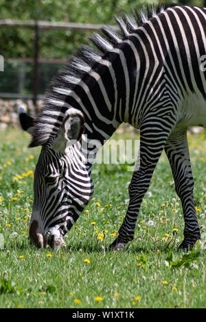 Schöne gestreifte Zebra Streifen auf eine grüne Wiese mit Löwenzahn an einem sonnigen Frühlingstag Stockfoto