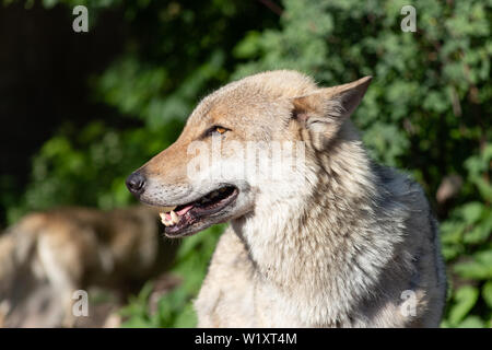 Schönen und gefährlichen Grauer Wolf Tier geschossen close-up Stockfoto