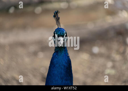 Schöne Nahaufnahme Portrait von männlichen Pfau mit einer geringen Tiefenschärfe Stockfoto