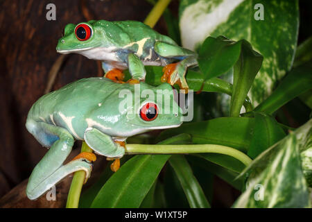 Zwei Red Eyed Tree frogs Spielen zwischen den Pflanzen im Terrarium Stockfoto