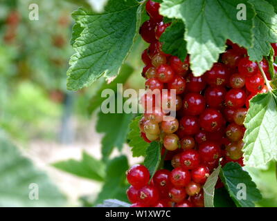 Rote Johannisbeeren am Strauch hängen nur vor der Ernte Stockfoto