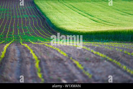 Junge Mais und Weizen wachsen Pflanzen auf dem Feld. Pflanzliche Zeilen, Landwirtschaft, Ackerland. Landschaft mit landwirtschaftlichen Flächen Stockfoto