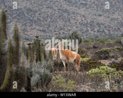 Chile Wüste guanakos Wildnis Patagoniens Stockfoto