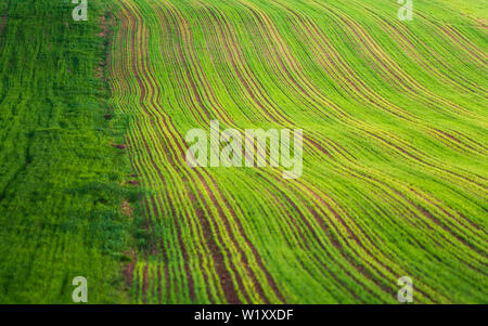 Junge Weizen Pflanzen wachsen in das Feld ein. Pflanzliche Zeilen, Landwirtschaft, Ackerland. Landschaft mit landwirtschaftlichen Flächen Stockfoto