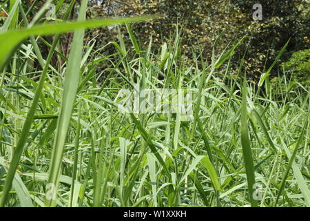 Auf der Suche durch die hohen Gräser im Wald Stockfoto