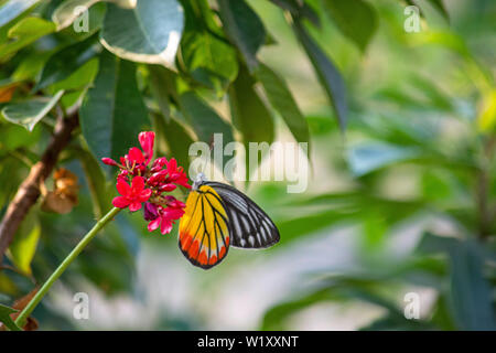 Schmetterling auf Jatropha Partner Jacq, die leuchtend roten Blüten im Park. Stockfoto