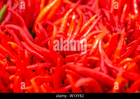 Eine frische Chilischote, viele schöne. Stockfoto