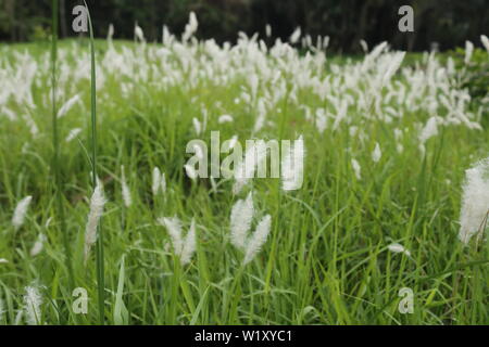 Wild Zuckerrohr aus der Nähe geschossen mit Gräsern Stockfoto