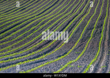 Junge Maispflanzen wachsen in das Feld ein. Pflanzliche Zeilen, Landwirtschaft, Ackerland. Landschaft mit landwirtschaftlichen Flächen Stockfoto