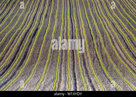 Junge Maispflanzen wachsen in das Feld ein. Pflanzliche Zeilen, Landwirtschaft, Ackerland. Landschaft mit landwirtschaftlichen Flächen Stockfoto