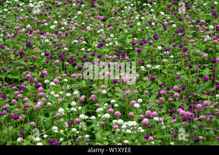 Sydney Australien, flower bed von Globe amaranth Blumen nach Brasilien, Panama und Guatemala. Stockfoto