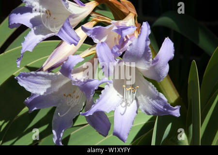 Sydney Australien, lila-blaue Blüten eines Worsleya procera oder Blau Amaryllis Stockfoto