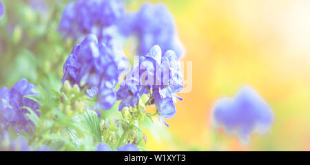Pastellfarben und Soft flower background - Blau, Grün, Gelb Stockfoto
