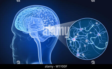 Menschliches Gehirn und Nervenzellen Anatomie in Details. 3D-Darstellung Stockfoto