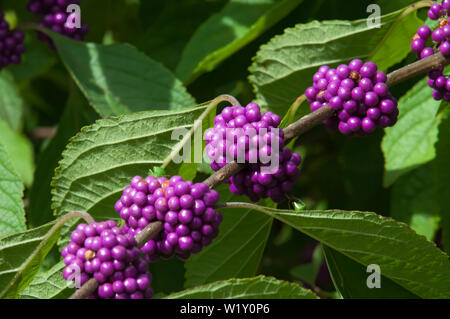 Sydney Australien, Zweigniederlassung einer beautyberry Bush mit Clustern von lila Beeren Stockfoto