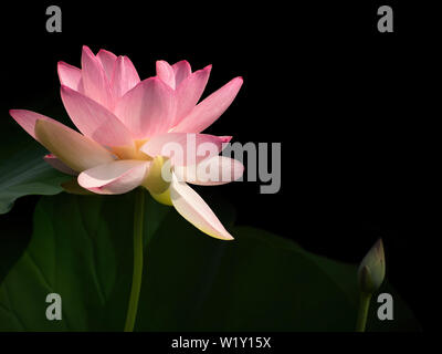 Nelumbo nucifera aka Indischen oder Heilige Lotus. Rosa Blume mit der Knospe. Der dunkle Hintergrund. Stockfoto