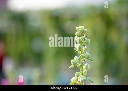 Blumen blühen noch Grün auf einem grünen Hintergrund verschwommen. Stockfoto