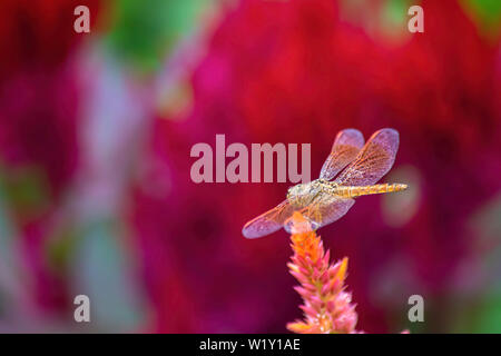 Die Libelle auf Celosia argentea L. cv. Plumosa Blume im Garten Stockfoto