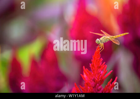 Die Libelle auf Celosia argentea L. cv. Plumosa Blume im Garten Stockfoto