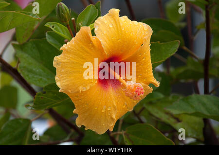 Sydney Australien, Wassertropfen auf einem orange Hibiscus Blume an einem regnerischen Tag Stockfoto