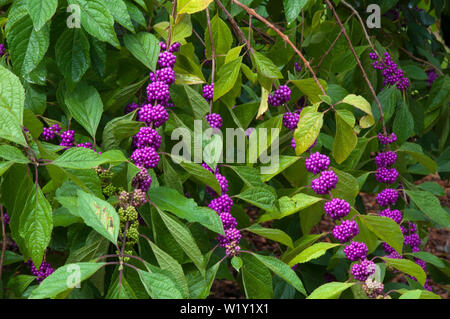 Sydney Australien, Zweige eines beautyberry Bush mit Clustern von lila Beeren Stockfoto
