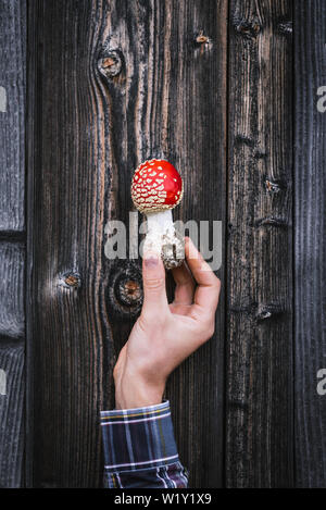 Roter amanita auf dem Hintergrund der vintage Boards. Giftige Pilze in den Händen von einem Kerl. Helle und ungewöhnliche in der Natur Stockfoto